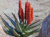 Aloe ferox (South Africa) JL (also by 250 seeds)